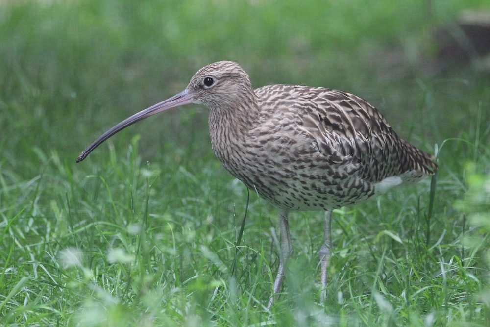 Unterwegs im Naturschutzgebiet Beelener Mark