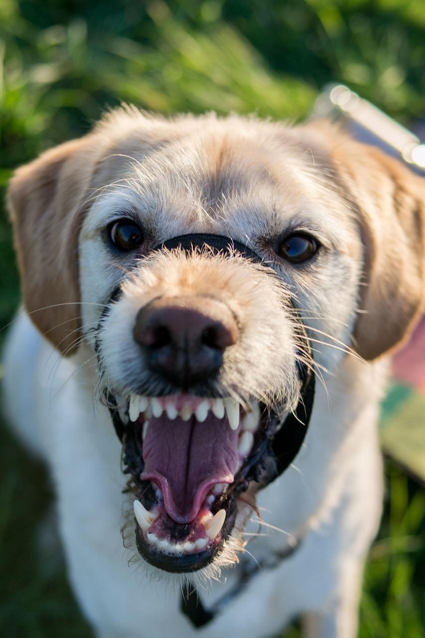 Beckum: Hund attackiert Zehnjährigen – PETA fordert Hundeführerschein in Nordrhein-Westfalen